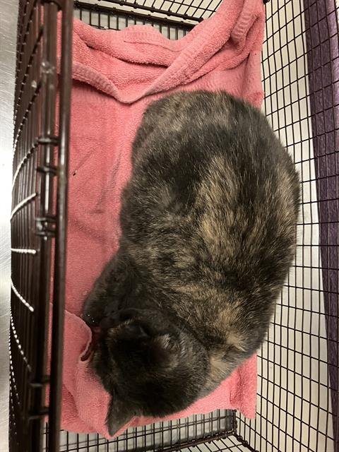 ROGUE - Domestic Short Hair available for adoption