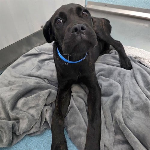 *TECHNO BOOGIE - Cane Corso Mastiff available for adoption