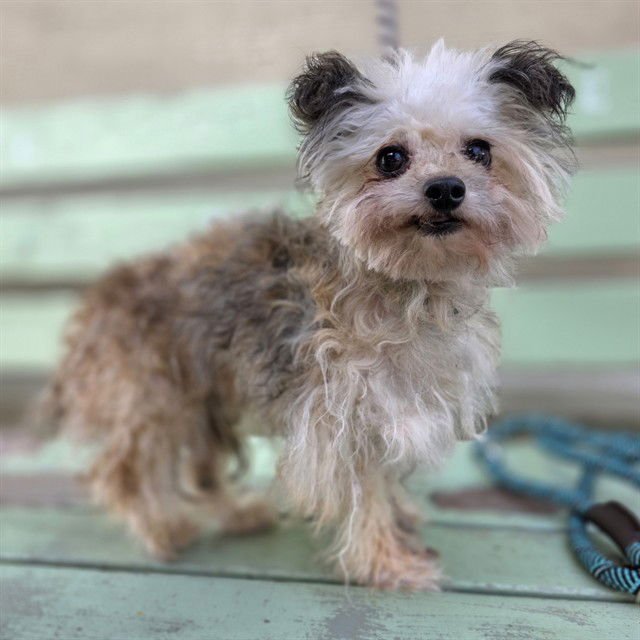 *LADYBUG - Yorkshire Terrier Yorkie available for adoption