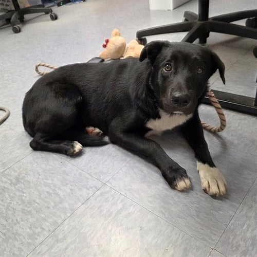 *CATALINA - Labrador Retriever / Border Collie available for adoption