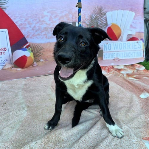 *CATALINA - Labrador Retriever / Border Collie available for adoption