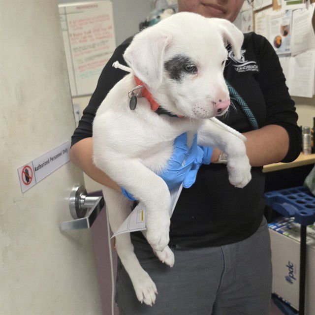 *TRUFFLE - Pit Bull Terrier / Australian Cattle Dog/Blue Heeler available for adoption