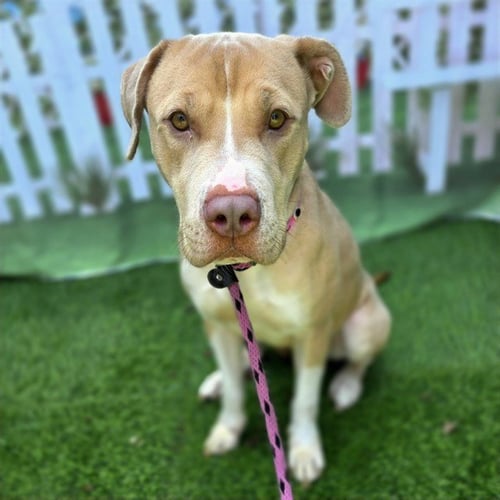 *SUNSHINE - Pit Bull Terrier available for adoption