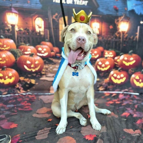*SUNSHINE - Pit Bull Terrier available for adoption