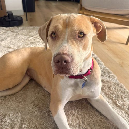 *SUNSHINE - Pit Bull Terrier available for adoption
