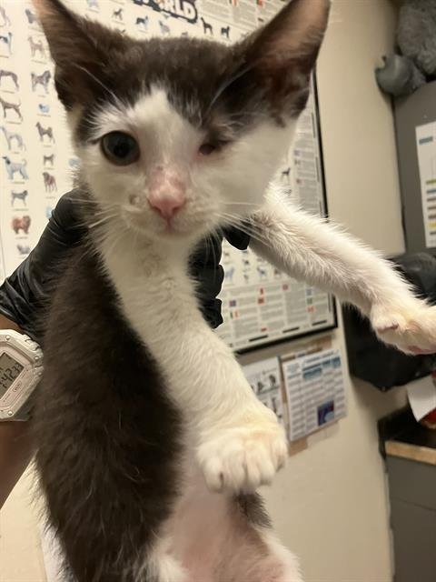 *WIDGET - Domestic Short Hair available for adoption