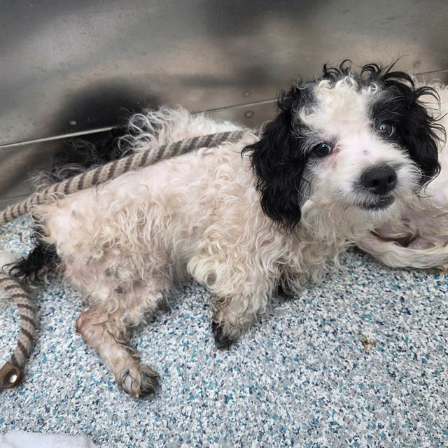 *PROFESSOR FLUFFINS - Poodle (Miniature) available for adoption