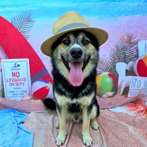 *POCKETS - German Shepherd Dog available for adoption