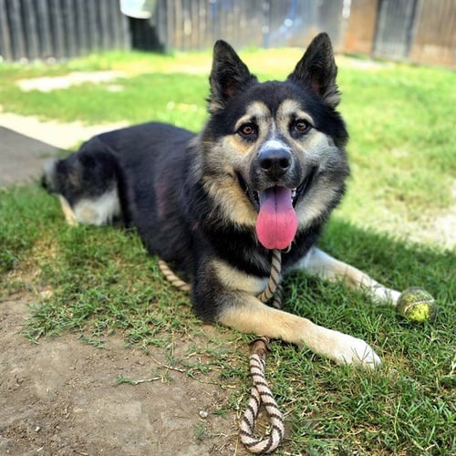 *POCKETS - German Shepherd Dog available for adoption