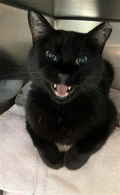 *RUSSELL - Domestic Short Hair available for adoption