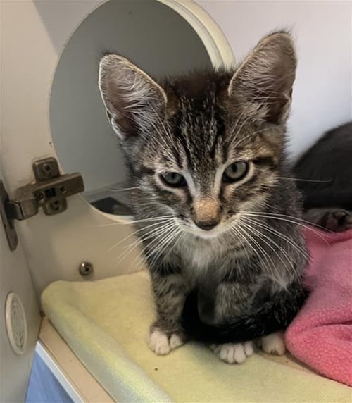 *BRAWNY - Domestic Short Hair available for adoption