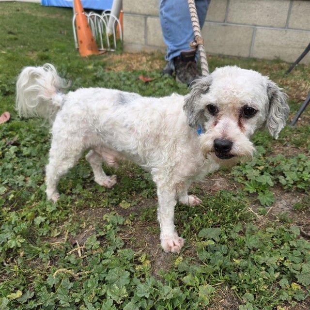 *MISO - Poodle (Miniature) available for adoption