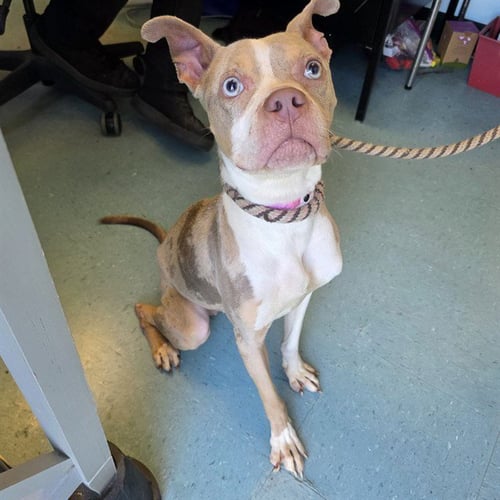*MINNIE - Pit Bull Terrier available for adoption