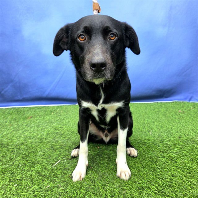 TAZ JR - Border Collie available for adoption