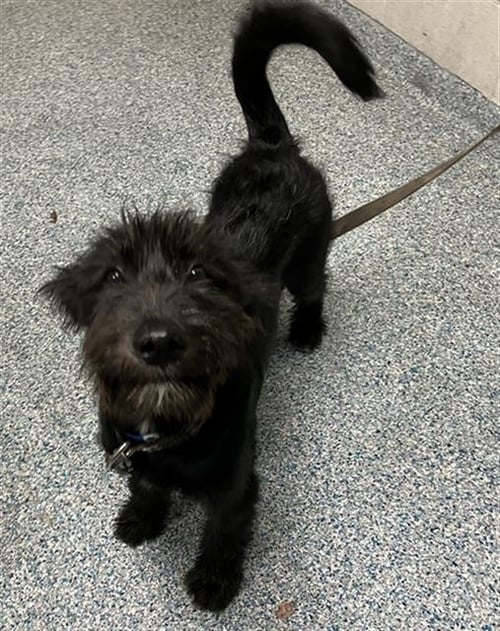 SHADOW - Labrador Retriever / Poodle (Standard) available for adoption