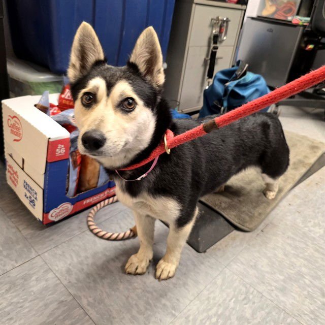 *ELAVINA - Chihuahua / Alaskan Klee Kai available for adoption