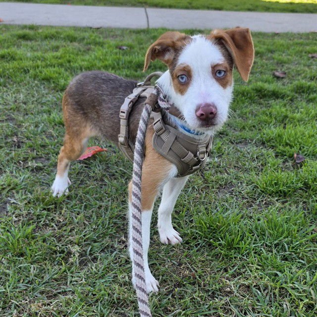 *CORNFLAKE - Jack Russell Terrier (Parson Russell Terrier) available for adoption