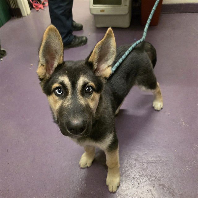 *TRUBBLE - German Shepherd Dog available for adoption