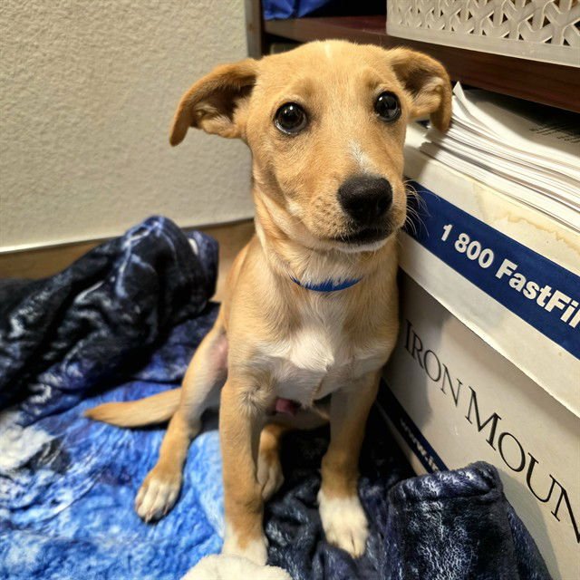 *ARAGON - Terrier available for adoption