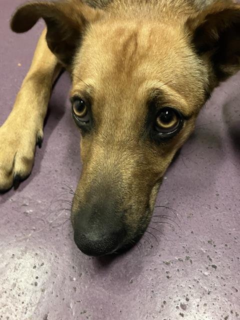 *NOODLE - German Shepherd Dog available for adoption