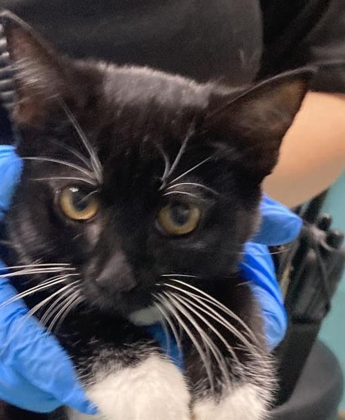 *JEN - Domestic Short Hair available for adoption