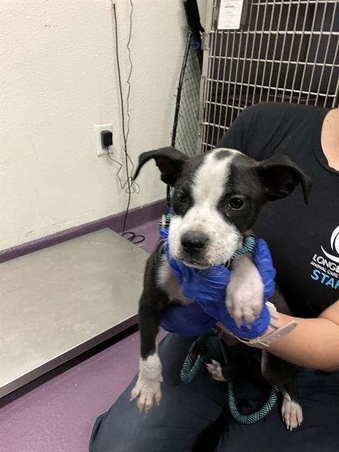 *SPYRO - Pit Bull Terrier available for adoption
