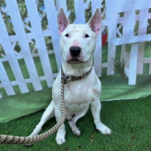 WHY - Bull Terrier available for adoption