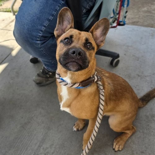 *NELSON - German Shepherd Dog / Cardigan Welsh Corgi available for adoption