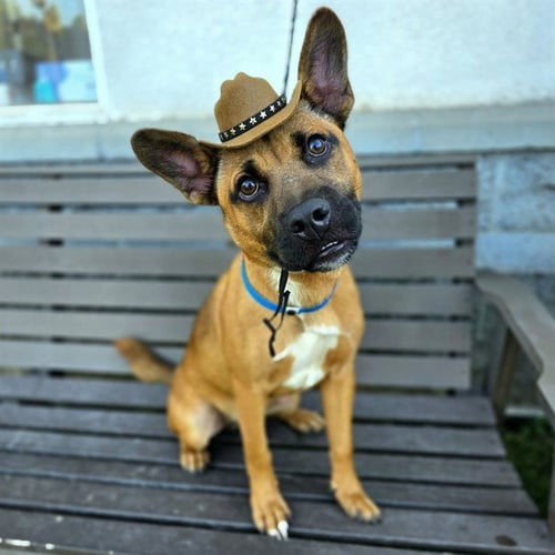 *NELSON - German Shepherd Dog / Cardigan Welsh Corgi available for adoption
