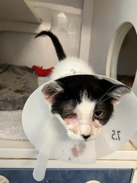 *OREO - Domestic Short Hair available for adoption