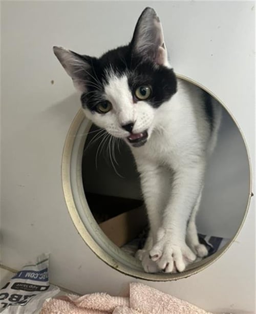 *OREO - Domestic Short Hair available for adoption