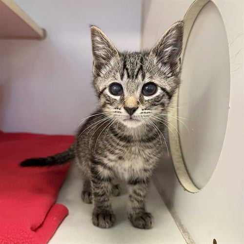*OLLIE - Domestic Short Hair available for adoption