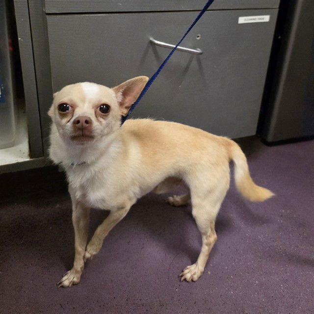*LIPTON - Chihuahua available for adoption