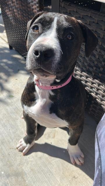 *BUFFY - Mastiff available for adoption