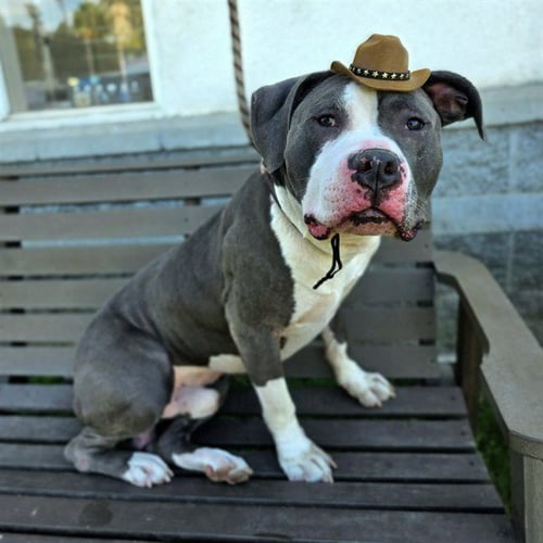 *BIG DEAL - Pit Bull Terrier available for adoption