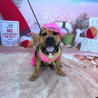 SHEEBA - Photo 1