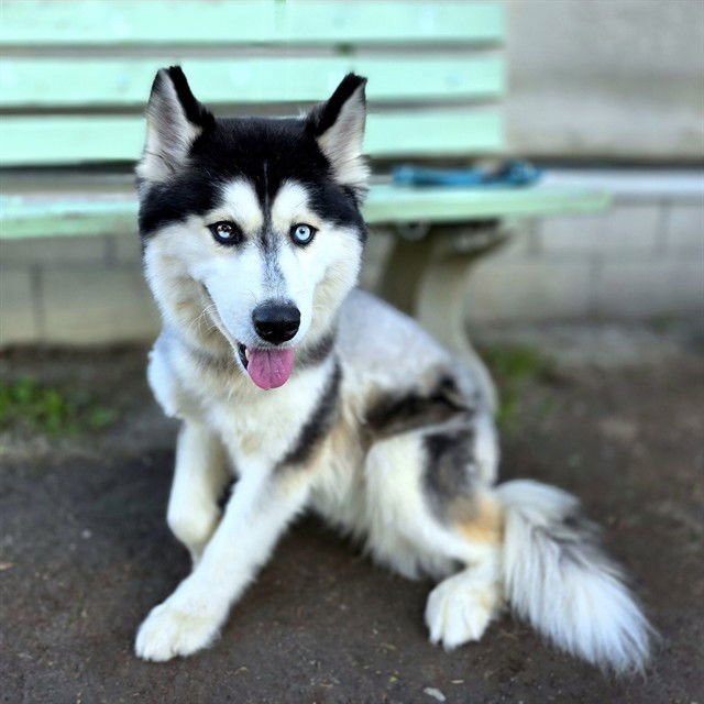 *ATLAS - Siberian Husky available for adoption