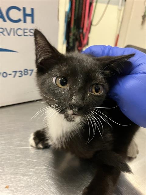 *LOA - Domestic Short Hair available for adoption