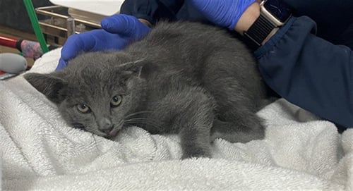 *HOSHI - Domestic Short Hair available for adoption