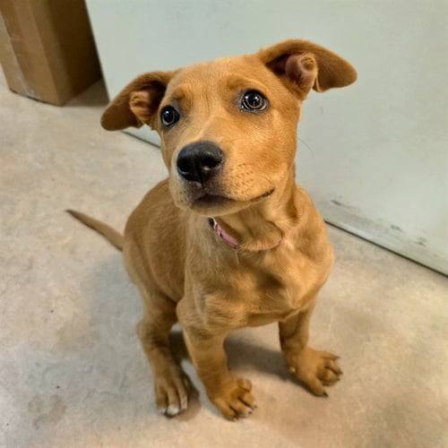 *NICOLE - Labrador Retriever available for adoption