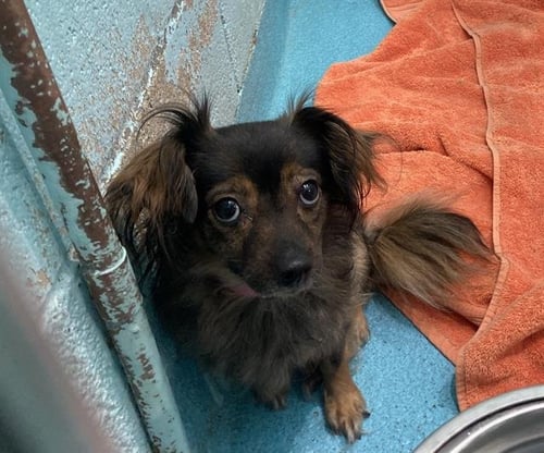 *FLEA - Chihuahua available for adoption