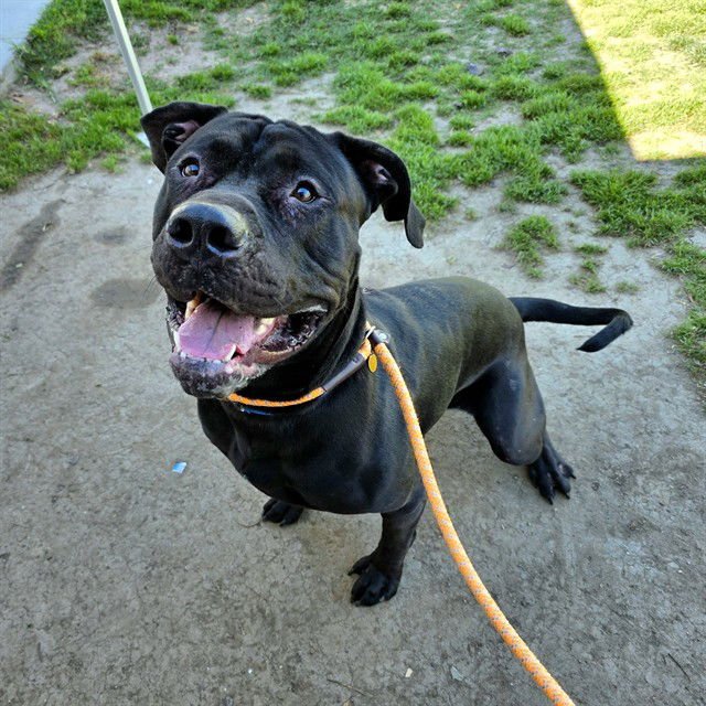 SMOKEY - Cane Corso Mastiff available for adoption