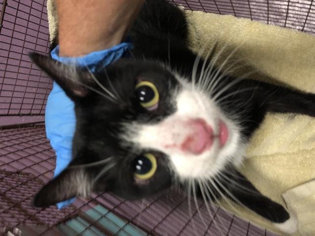 CUTEY FACE - Domestic Short Hair available for adoption