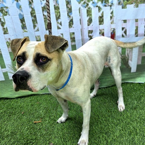 TOBY - German Shepherd Dog available for adoption