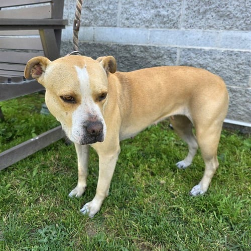*MELODY - Pit Bull Terrier available for adoption