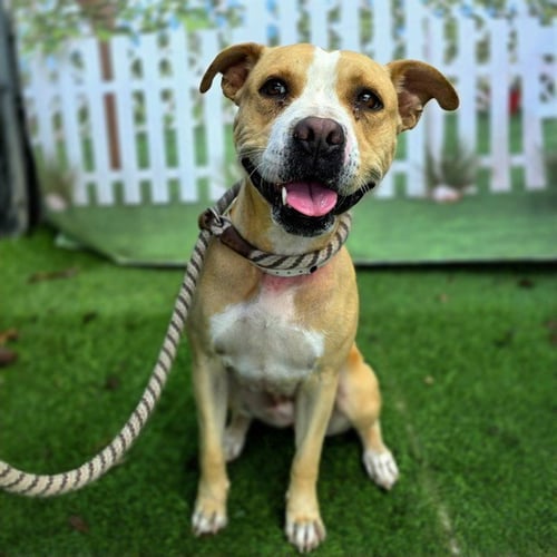 *MELODY - Pit Bull Terrier available for adoption
