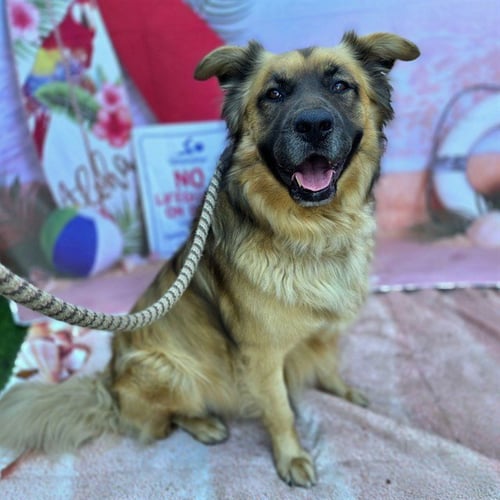 *TREVOR - German Shepherd Dog available for adoption