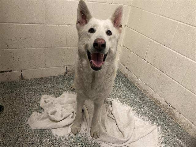 *FELICITY - German Shepherd Dog available for adoption