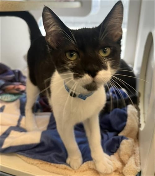 *MARION - Domestic Short Hair available for adoption