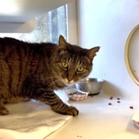 *DAVID LETTERCAT - Photo 1